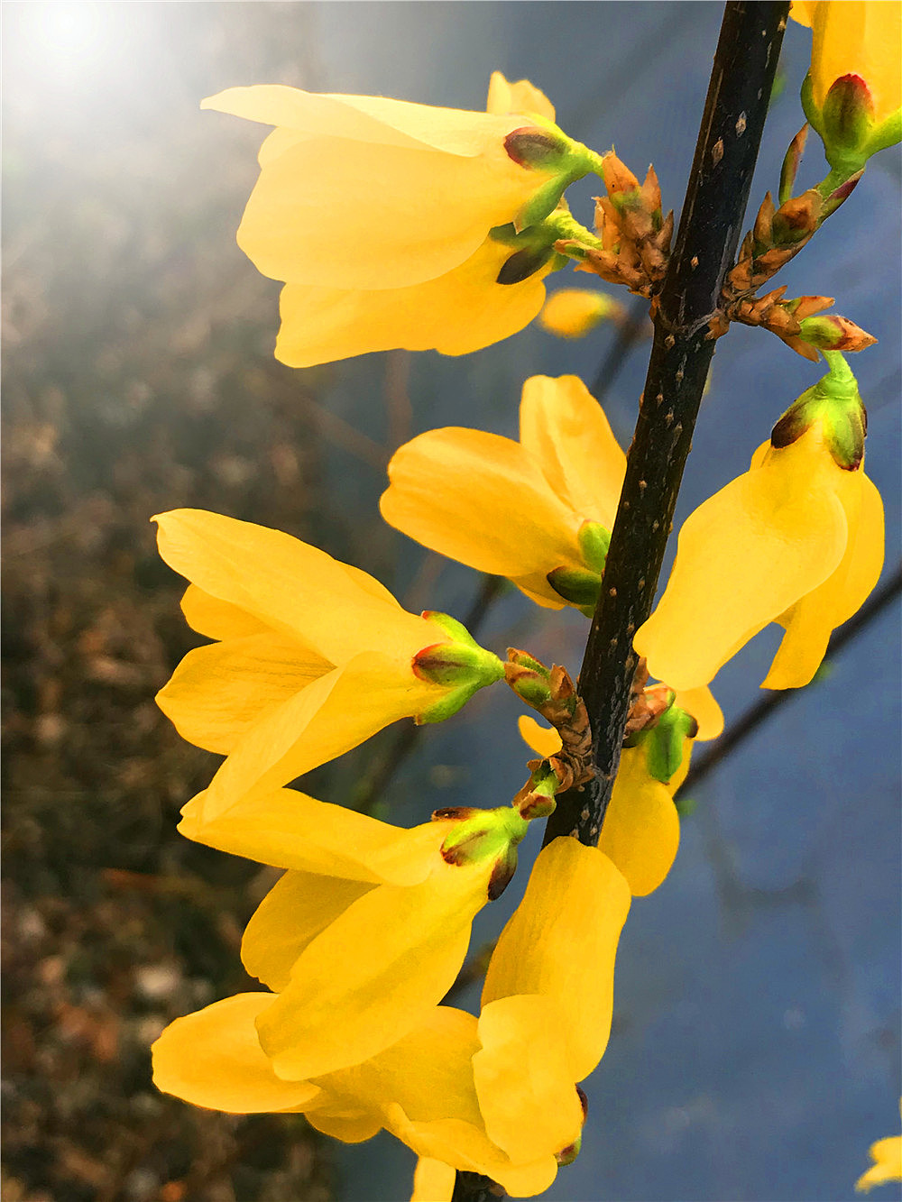 连翘花开|摄影|人文/纪实摄影|刘勇良意创书设 - 原创作品 - 站酷