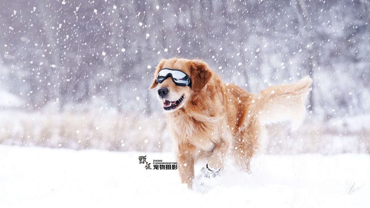 雪景（图ZMjM1MDY2NDA0） - 其他摄影 - 站酷设计师宠物摄影师甄妮原创素材 - 站酷ZCOOL