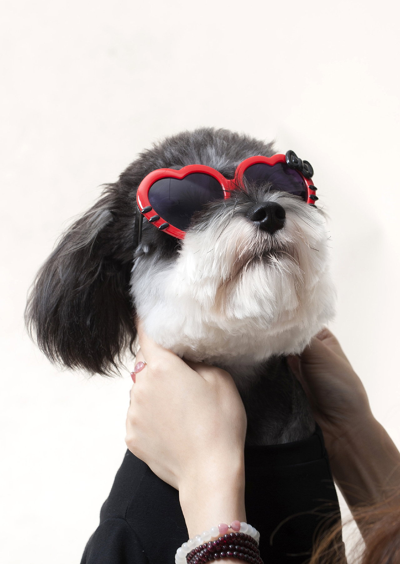 一只胖的快要抱不动的雪纳瑞