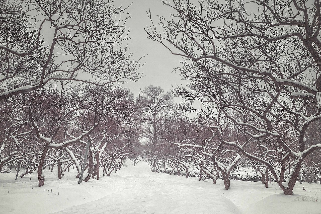 飞雪飘飘的南京（图ZMTgwMTM0NjEy） - 风光摄影 - 站酷设计师雪狐123原创素材 - 站酷ZCOOL