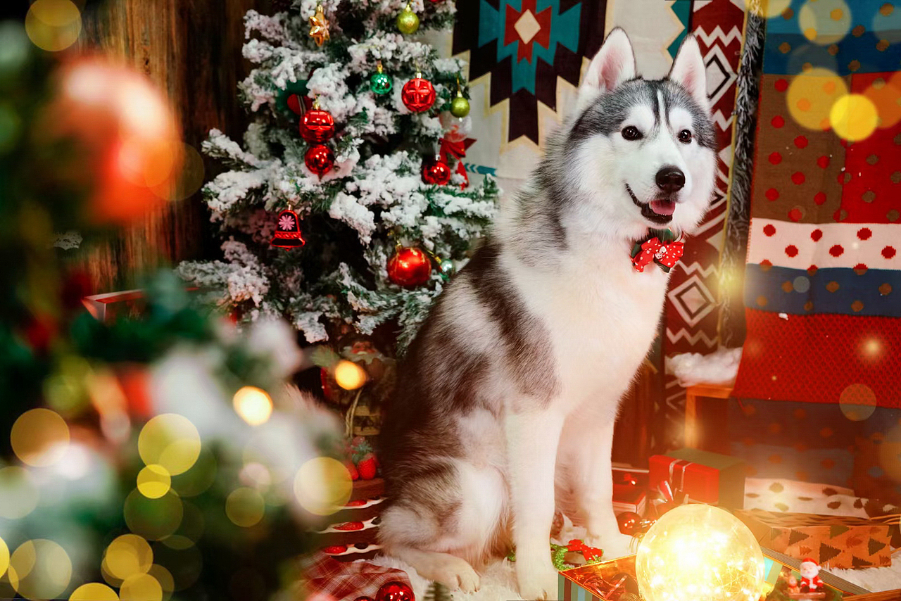 拆家小能手哈士奇合集——宠爱拾光宠物摄影