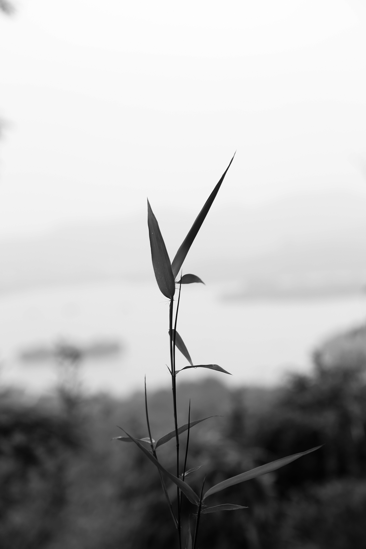 摄影 | 竹林童话和那些花儿（图ZMjc1MzE3NjUy） - 风光摄影 - 站酷设计师周振凯品牌设计原创素材 - 站酷ZCOOL