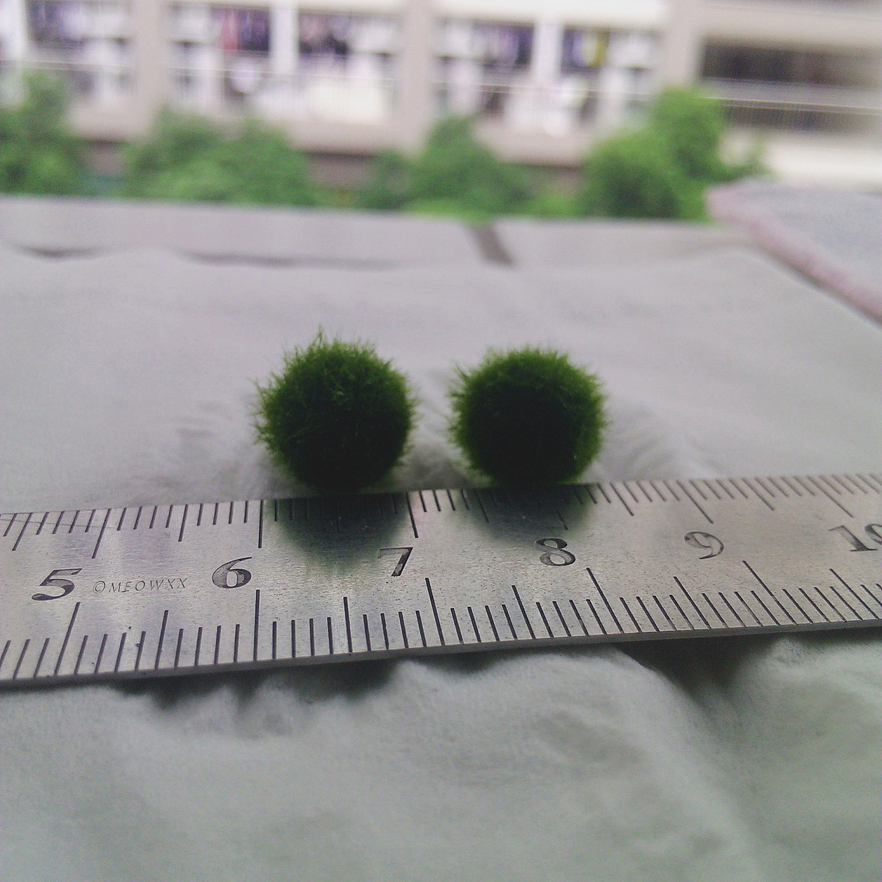 两只萌萌的海藻球Marimo（图ZMzY4NjcxNTI=） - 风光摄影 - 站酷设计师喵了个叉原创素材 - 站酷ZCOOL