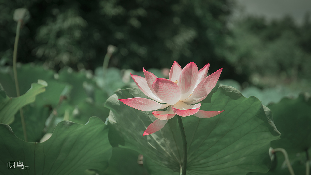 2020-06-17 荷花 海珠湿地公园拍摄（图ZMjEyNDY4MDI0） - 风光摄影 - 站酷设计师归鸟一Mr刘原创素材 - 站酷ZCOOL