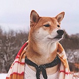 马上改的头像