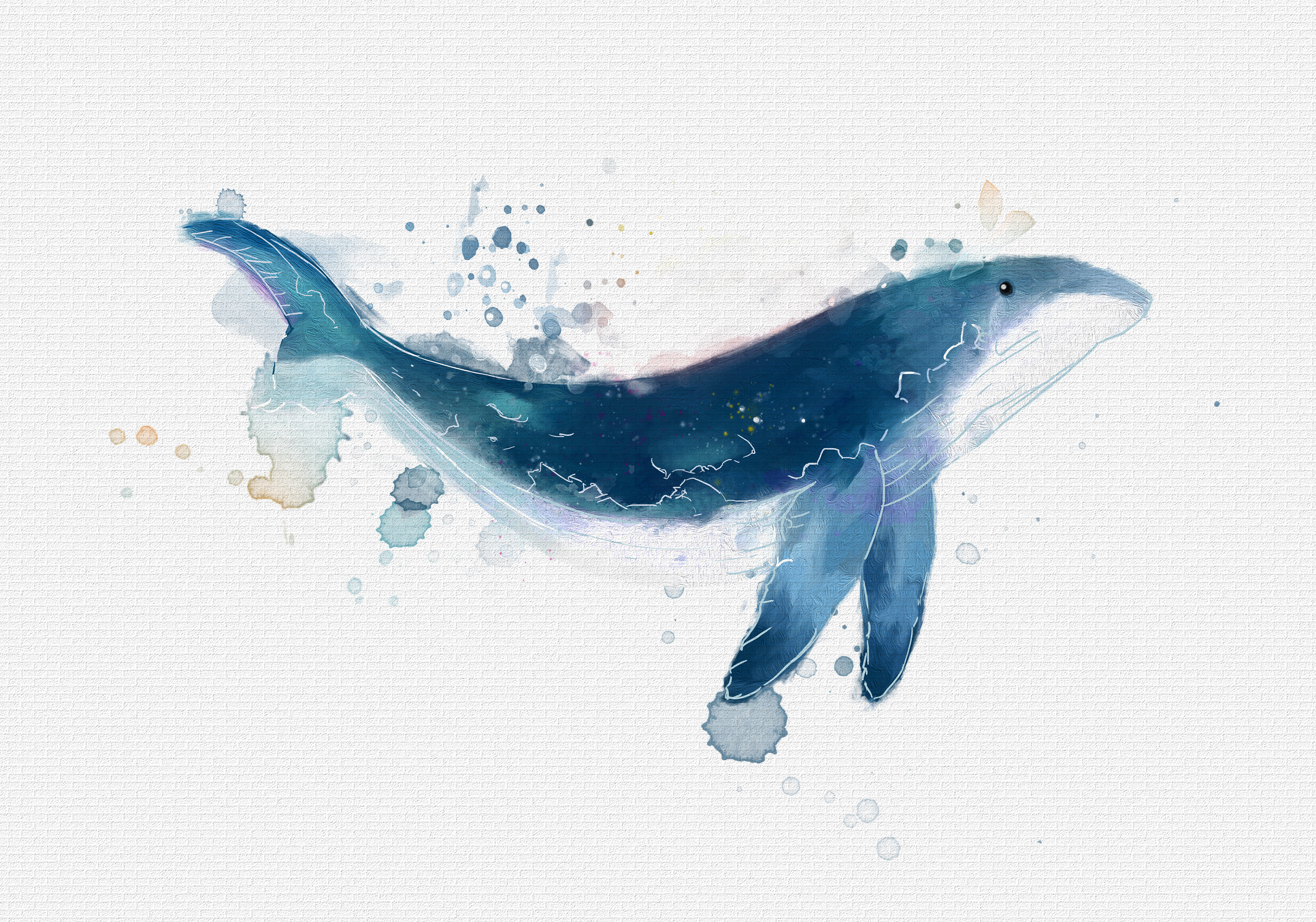 鲸鱼|插画|插画习作|小白酱milkyu - 原创作品 - 站酷 (ZCOOL)