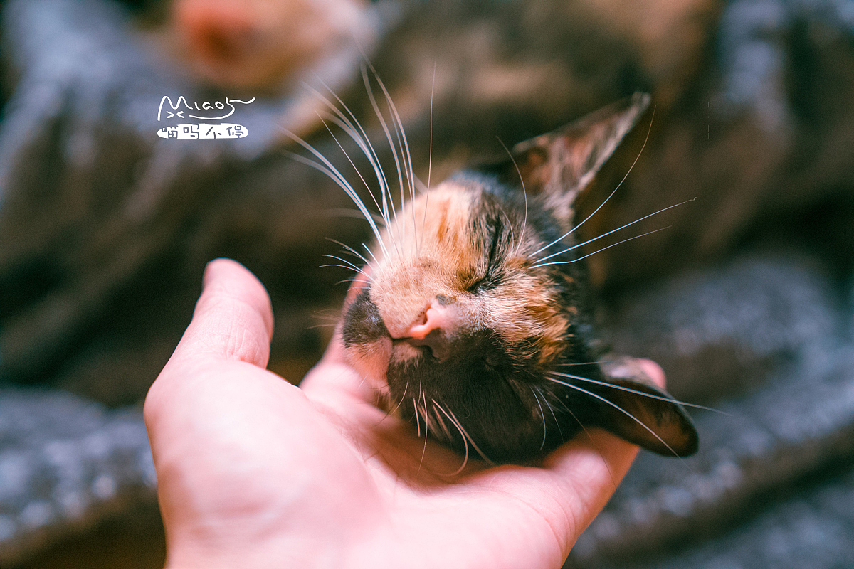 朋友家收养的奶猫们毕业啦（图ZOTAyMTAyODA=） - 宠物摄影 - 站酷设计师喵呜不停原创素材 - 站酷ZCOOL