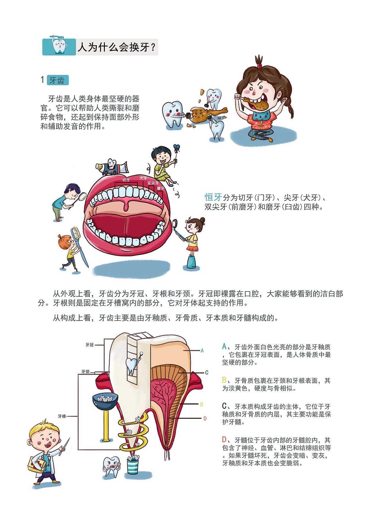 作品集之人为什么会换牙