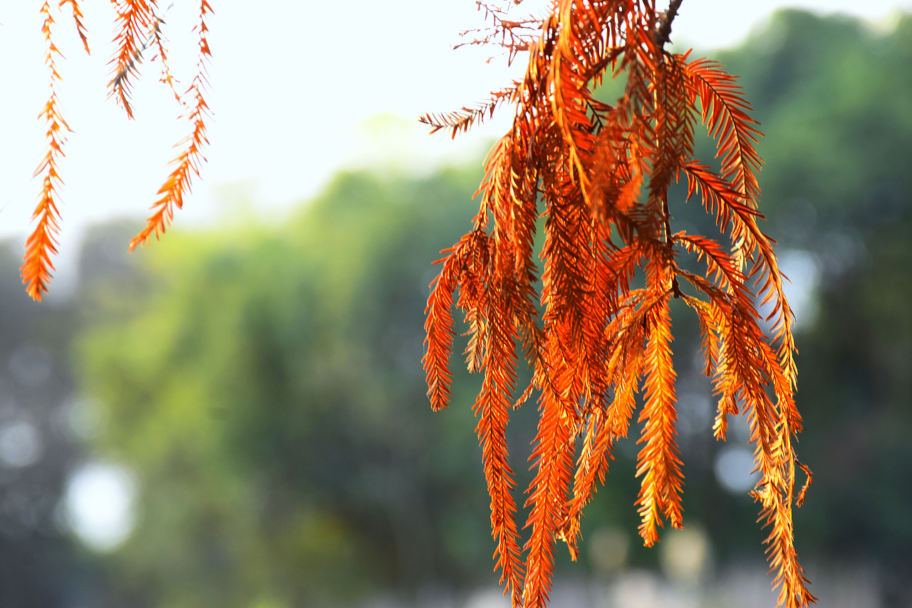 水杉冬天的叶子红艳艳