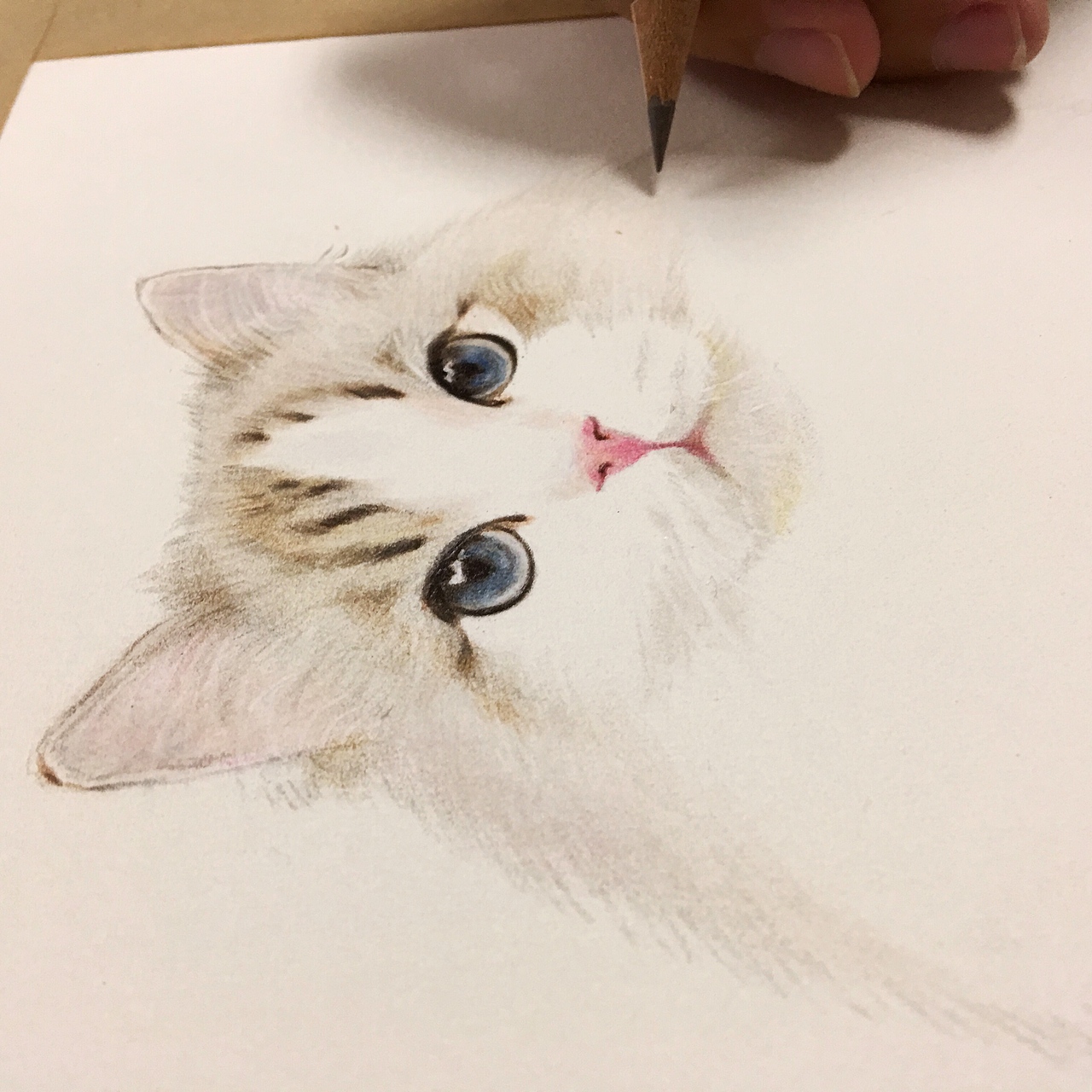 彩铅布偶猫（图ZODU2Njc4Njg=） - 绘画 - 站酷设计师一大波喵子原创素材 - 站酷ZCOOL