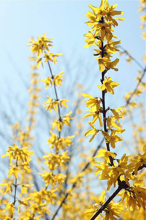 春花烂漫#美好生活#（图ZMTUxODk5MTI=） - 风光摄影 - 站酷设计师米饭殿下原创素材 - 站酷ZCOOL
