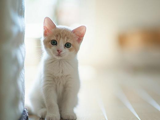 《貓咪的日?！穇__ 手機圖標(biāo)（個人主頁-ZMjQ5NDY4ODg=） - 圖標(biāo) - 站酷設(shè)計師CAITLIN_Caitlin原創(chuàng)素材 - 站酷ZCOOL