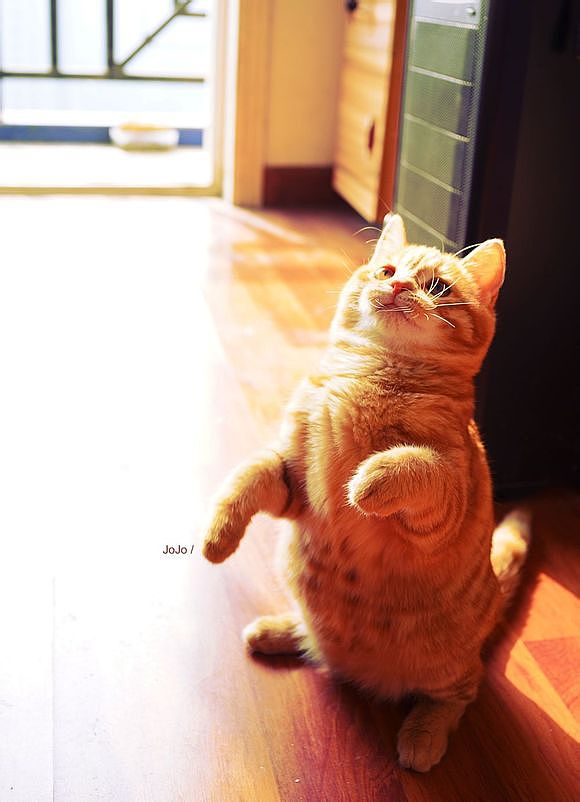 才两三个月吧,能吃能睡的JOJO小肥肉长得嗖嗖的~越来越像一只肥加菲,O(∩_∩)O哈哈~