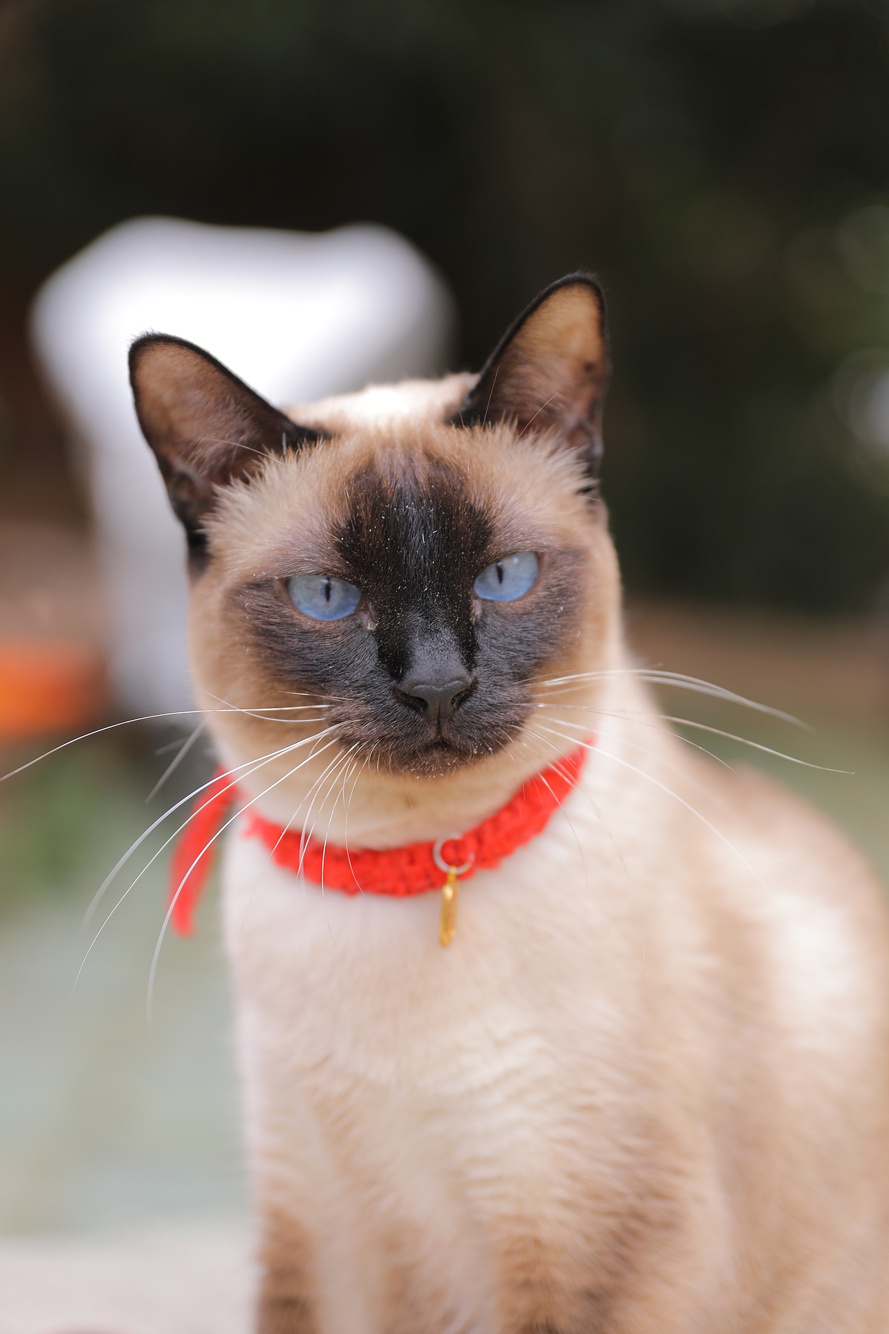 宠物猫（图ZMzY4MzEyMDY4） - 宠物摄影 - 站酷设计师zpping123原创素材 - 站酷ZCOOL