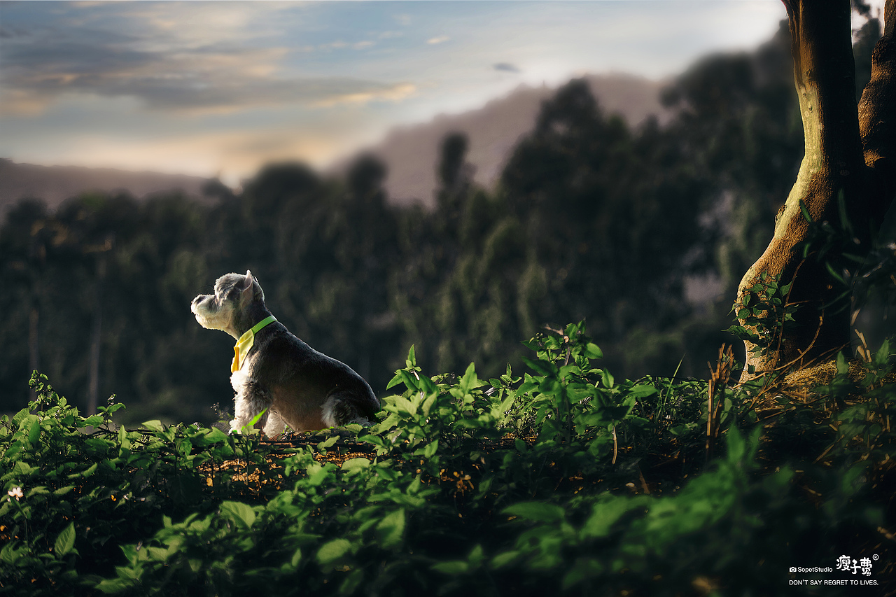 猫狗双全的美好生活