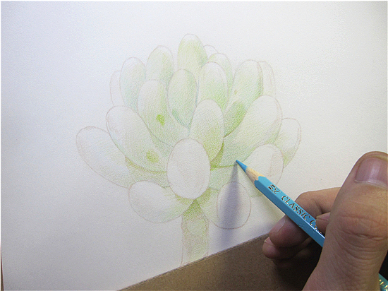 纸上彩铅--《多肉·乙女心》过程随录（图ZMTU0MDMzNTI=） - 绘画 - 站酷设计师超超的青葱原创素材 - 站酷ZCOOL