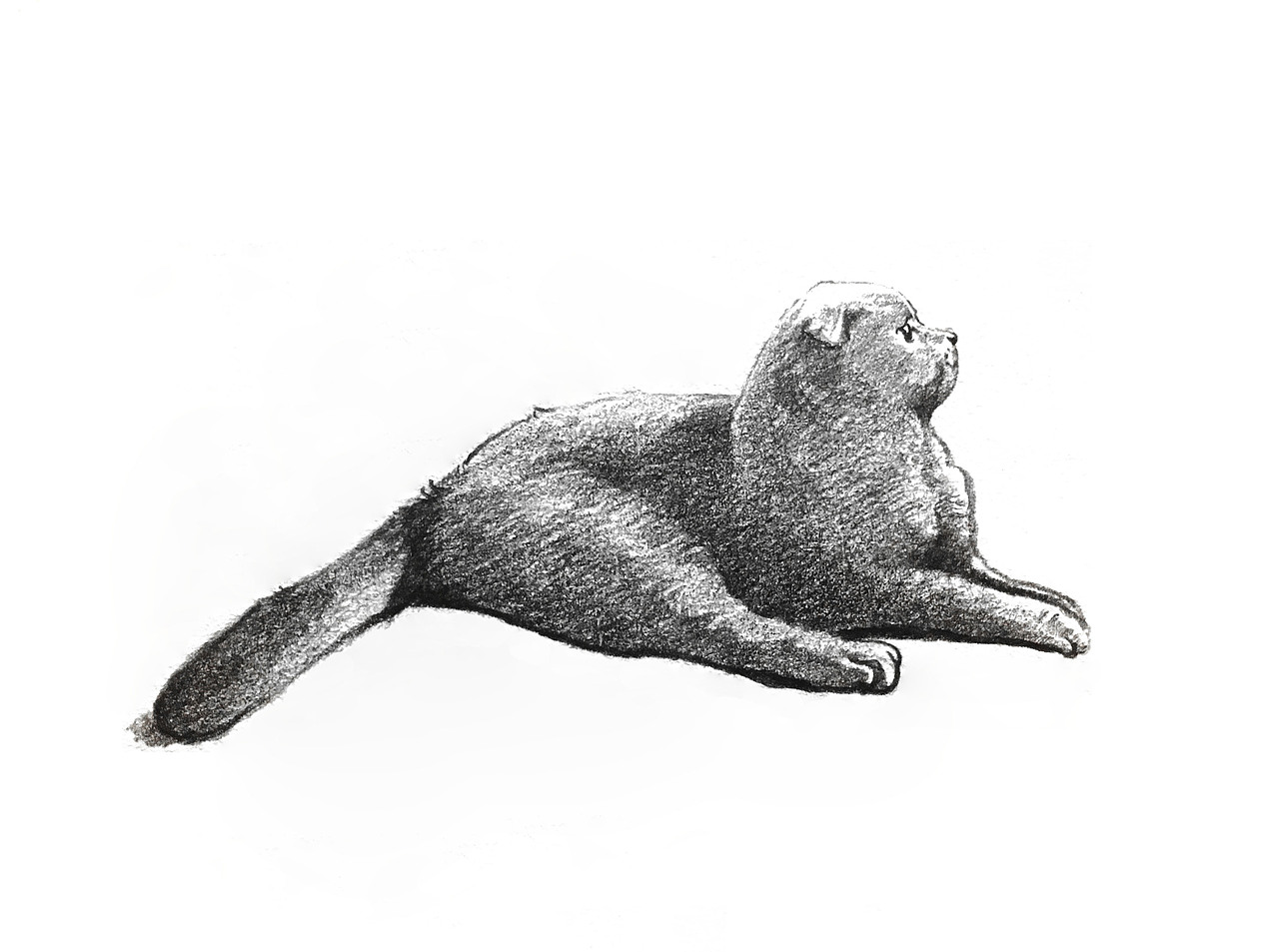 猫系列——（图ZMTAwMDMzNTcy） - 绘画 - 站酷设计师無为刺青原创素材 - 站酷ZCOOL