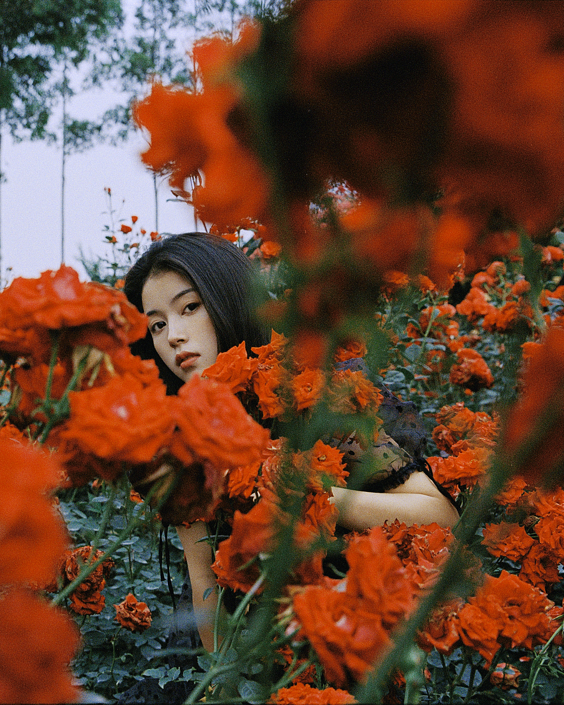 玫瑰花开时（图ZMjYwNTYyODcy） - 人像摄影 - 站酷设计师白山Gavin原创素材 - 站酷ZCOOL