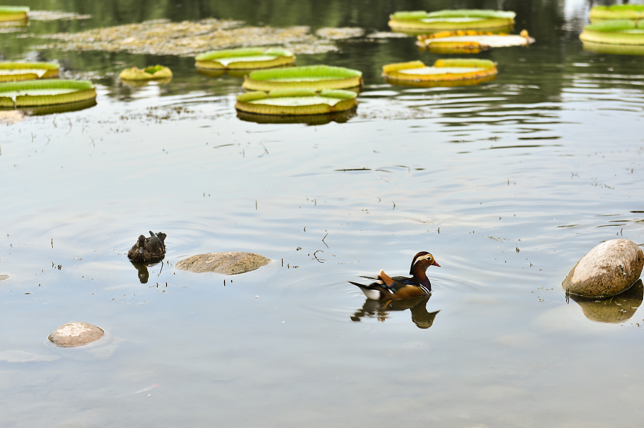 传说在的鸳鸯,第一次见,多拍几张!