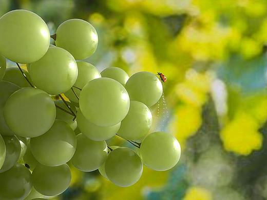 建模渲染（個(gè)人主頁-ZNTE3MDE4MzI=） - 產(chǎn)品 - 站酷設(shè)計(jì)師菠了個(gè)大椰果原創(chuàng)素材 - 站酷ZCOOL