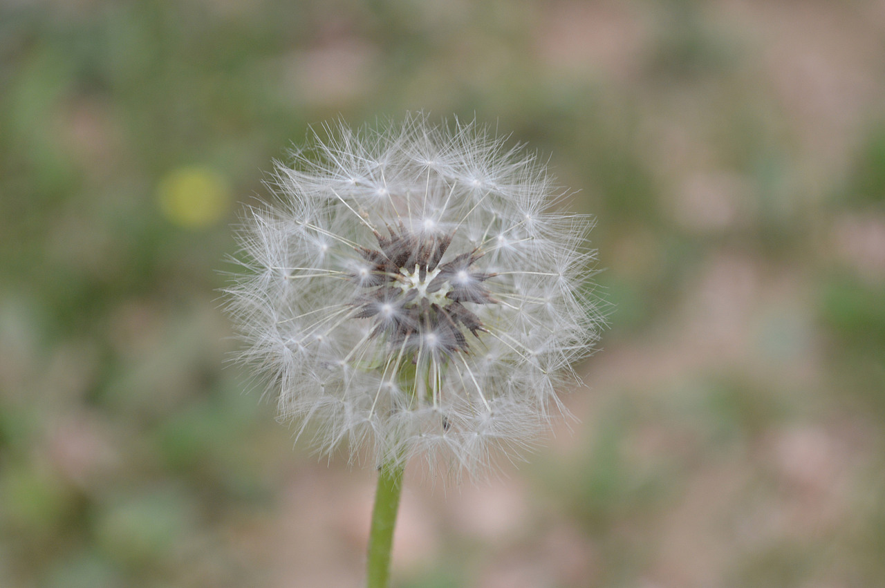 蒲公英（图ZOTYxMjU2NA==） - 产品摄影 - 站酷设计师中国小武原创素材 - 站酷ZCOOL