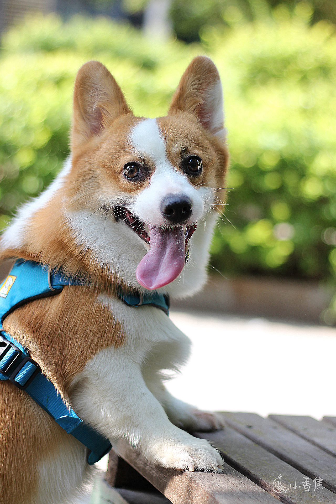 宠物摄影（图ZMjQwOTEyNTM2） - 宠物摄影 - 站酷设计师焦喜庆原创素材 - 站酷ZCOOL