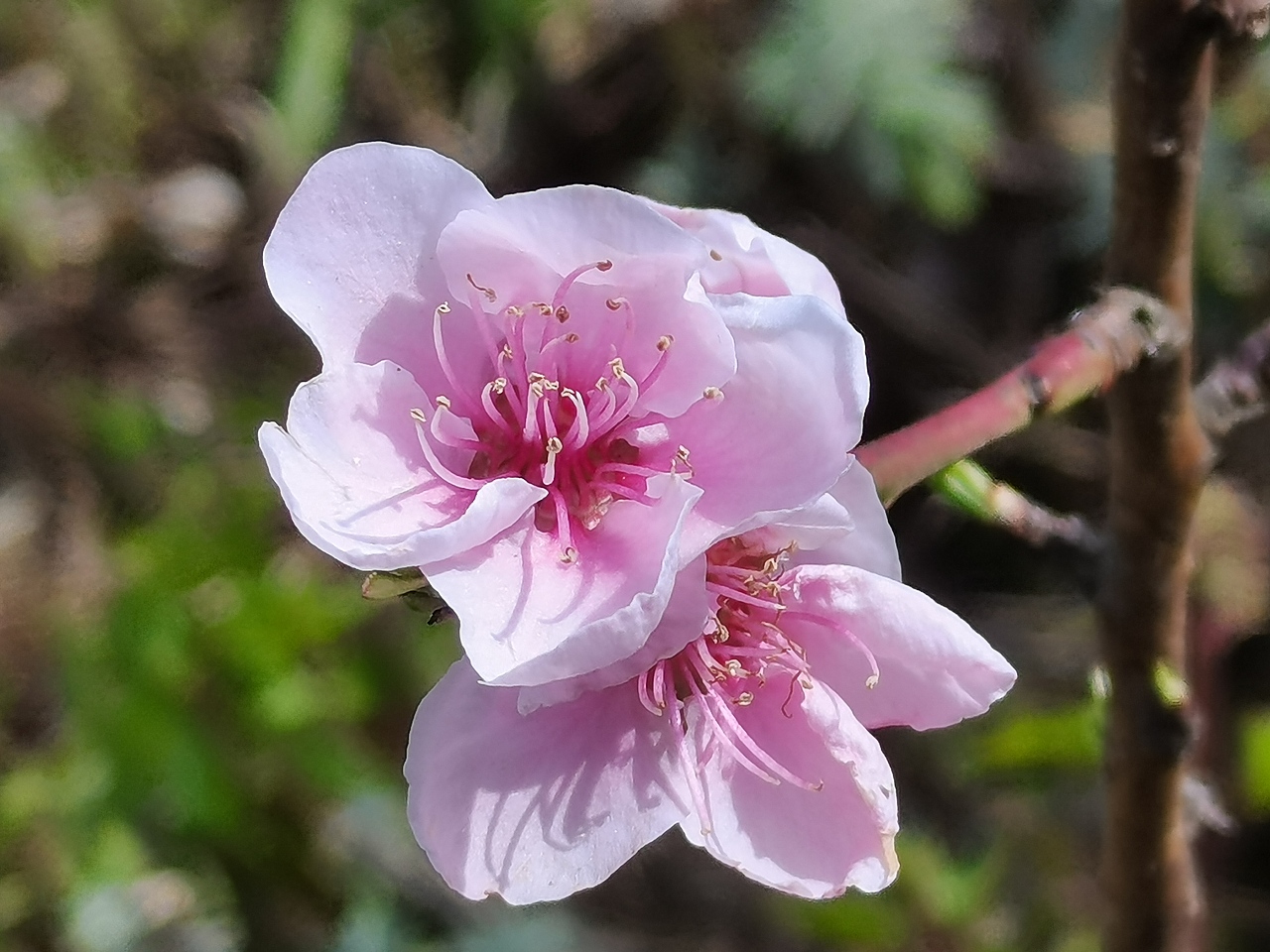春日物语—桃花篇