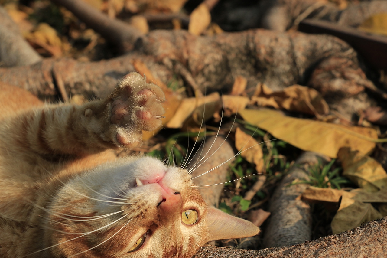 东湖公园之偶遇鸟趣&猫咪（图ZMjQzNjUwMjI0） - 风光摄影 - 站酷设计师飞天猪猫原创素材 - 站酷ZCOOL