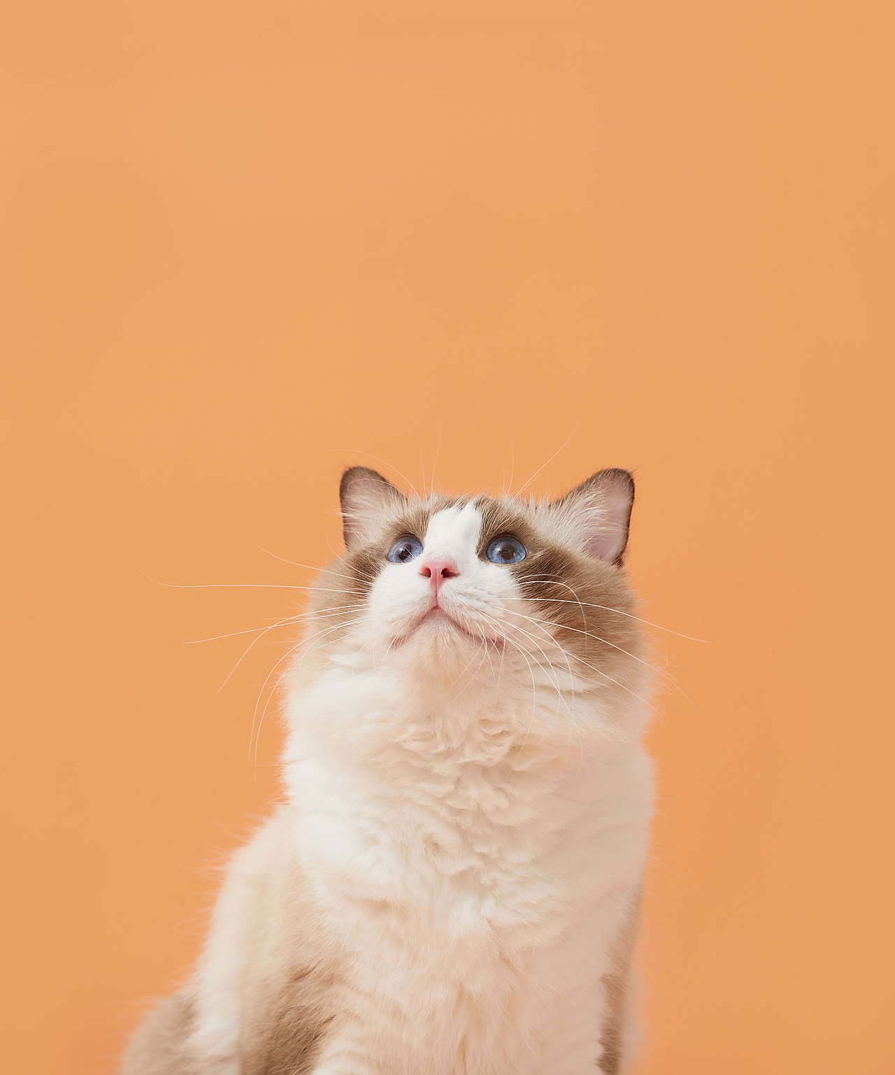 猫罐头丨KIVII视觉