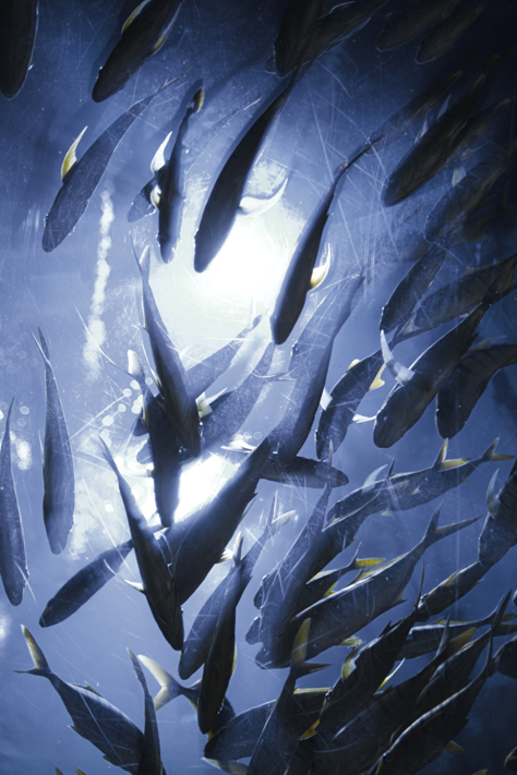 阿喵小小鑫的个人主页（背景预览） - 主页背景设置 - 站酷设计师阿喵小小鑫原创素材 - 站酷ZCOOL