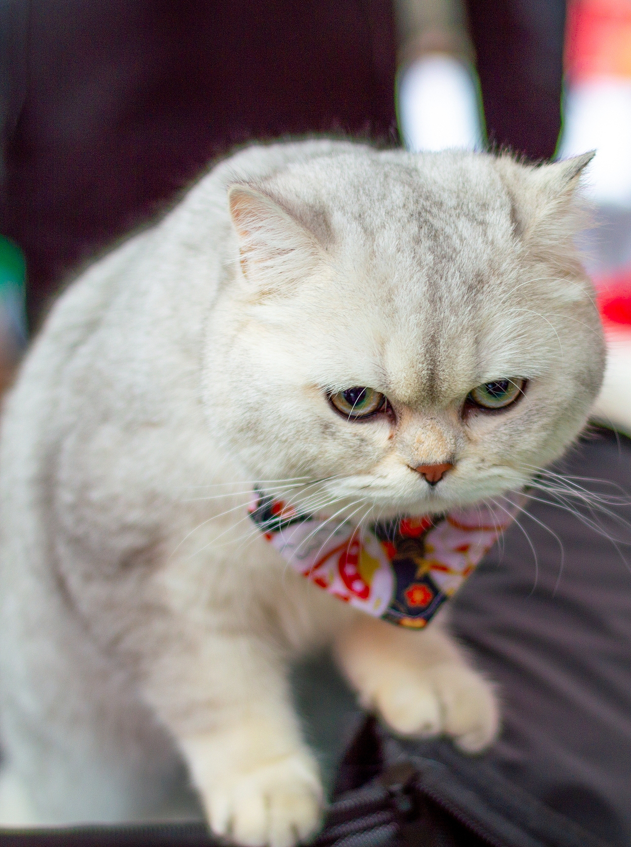 《造痒计划》猫咪相亲大会