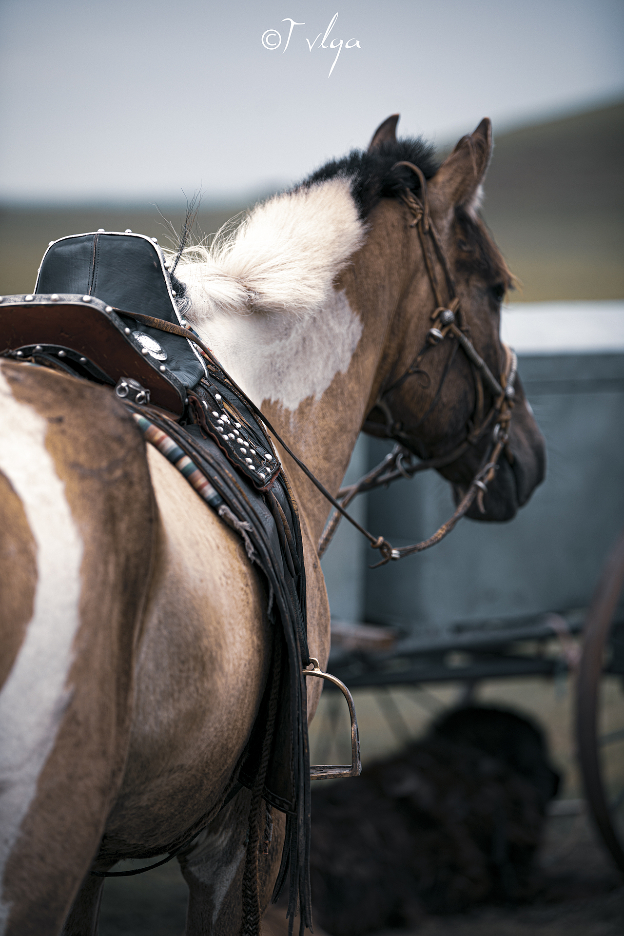 蒙古马|摄影|宠物摄影|tvlga_原创作品-站酷zcool