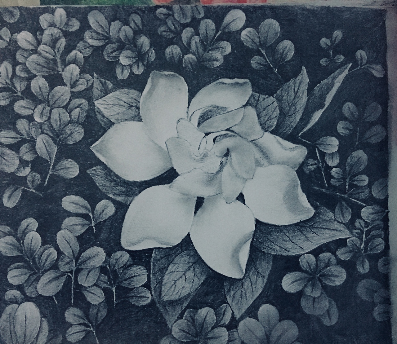 素描栀子花冬日暖阳