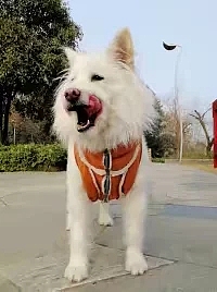 自制宠物衣服（图ZMTM3NzQ5NjUy） - 其他服装 - 站酷设计师yushi6761原创素材 - 站酷ZCOOL