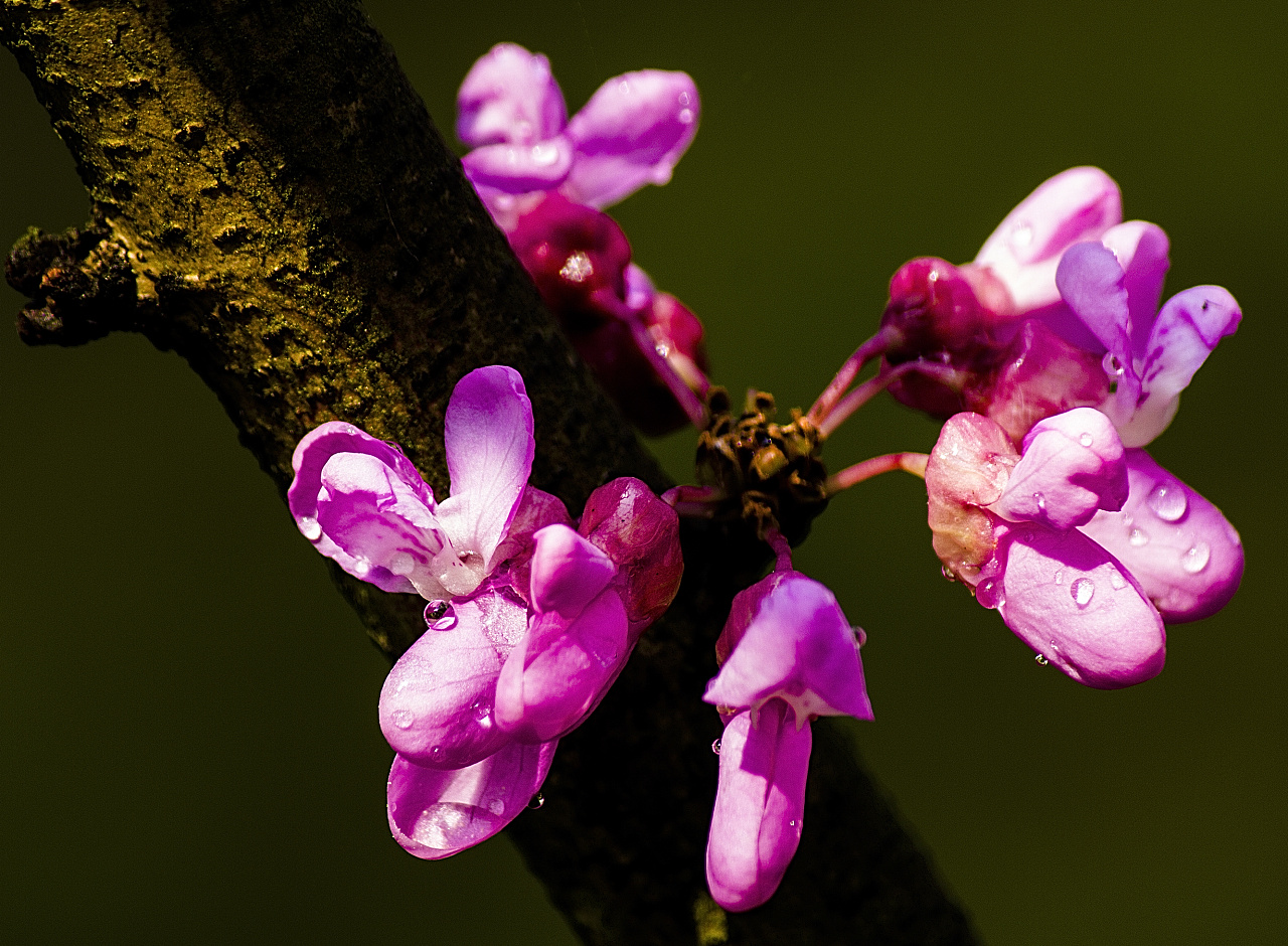 春之韵 - 原创作品 - 站酷(zcool)