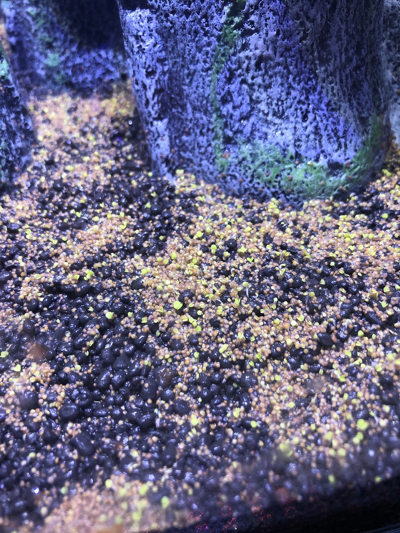 复活节岛孤独的守望者-草缸培育