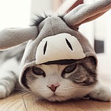 DJDi的头像