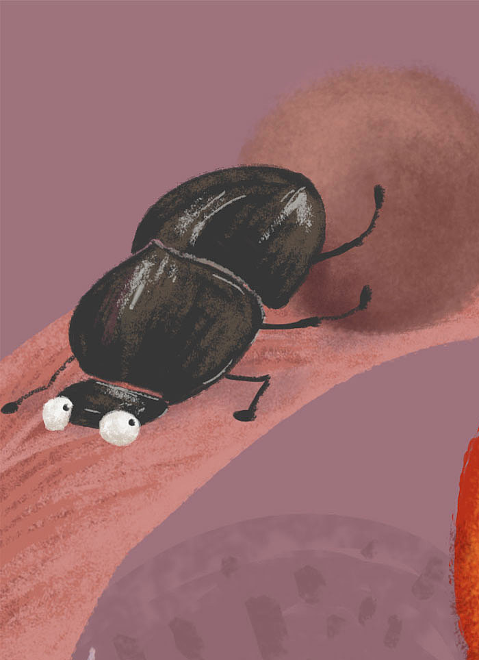 细节图---屎壳郎