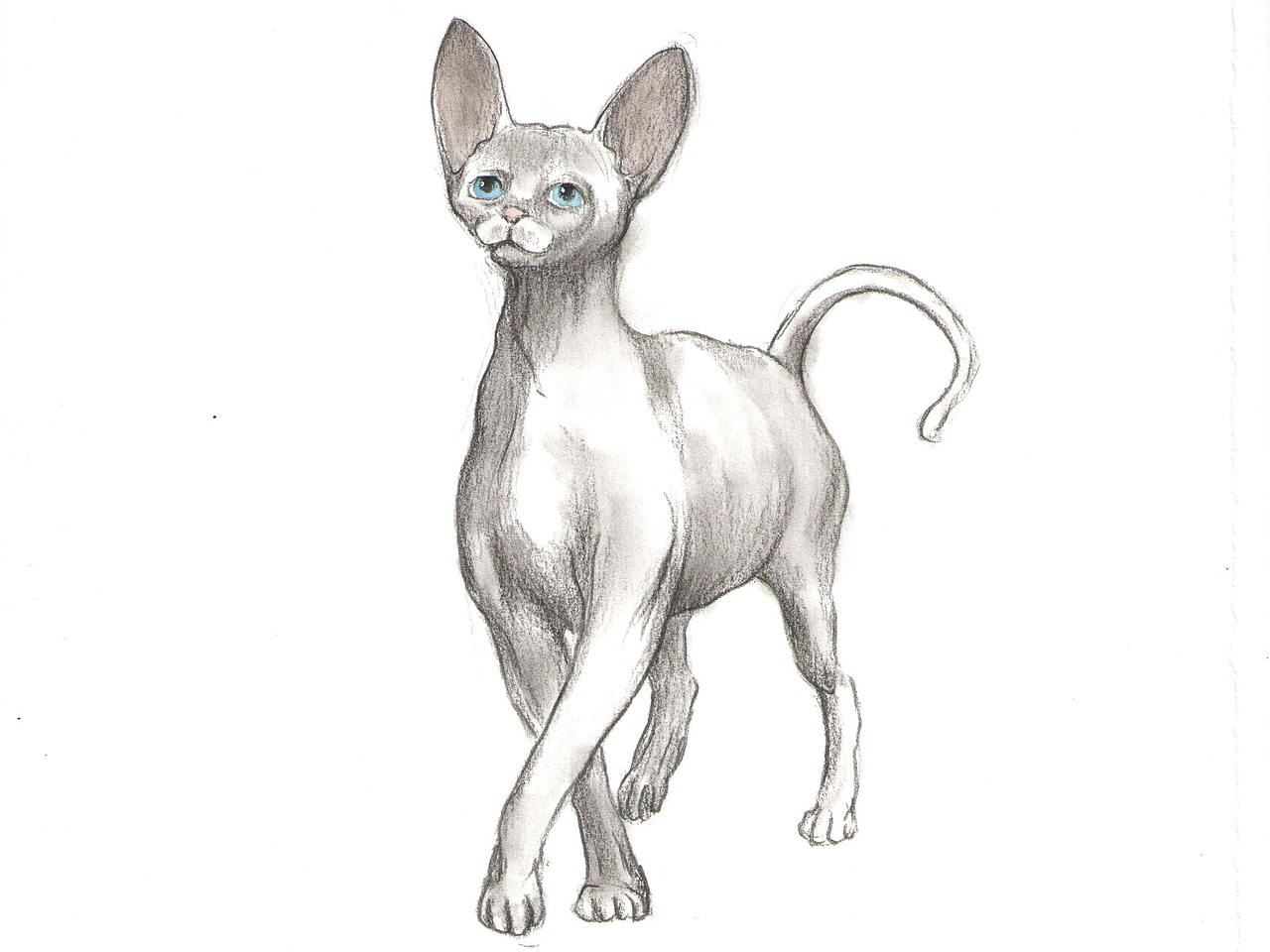 《猫奴》插画（图ZMTY5ODYyMzgw） - 商业插画 - 站酷设计师废纸原创素材 - 站酷ZCOOL