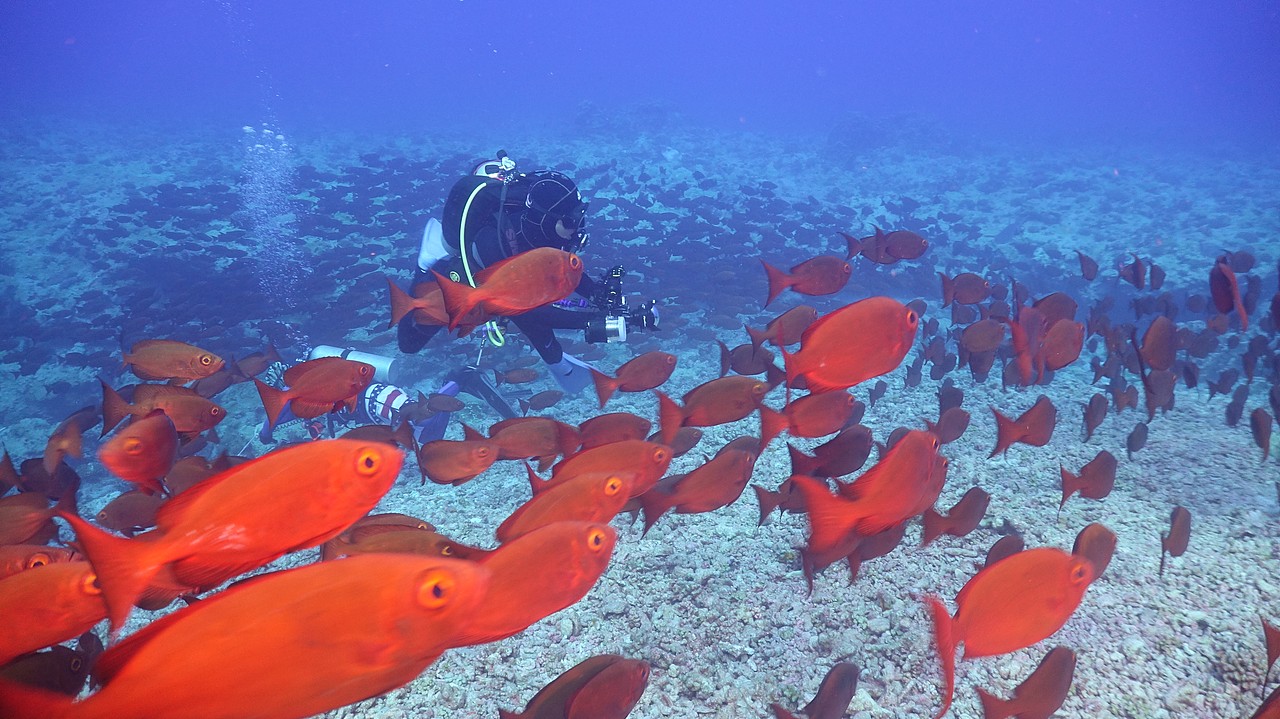 海洋世界大溪地