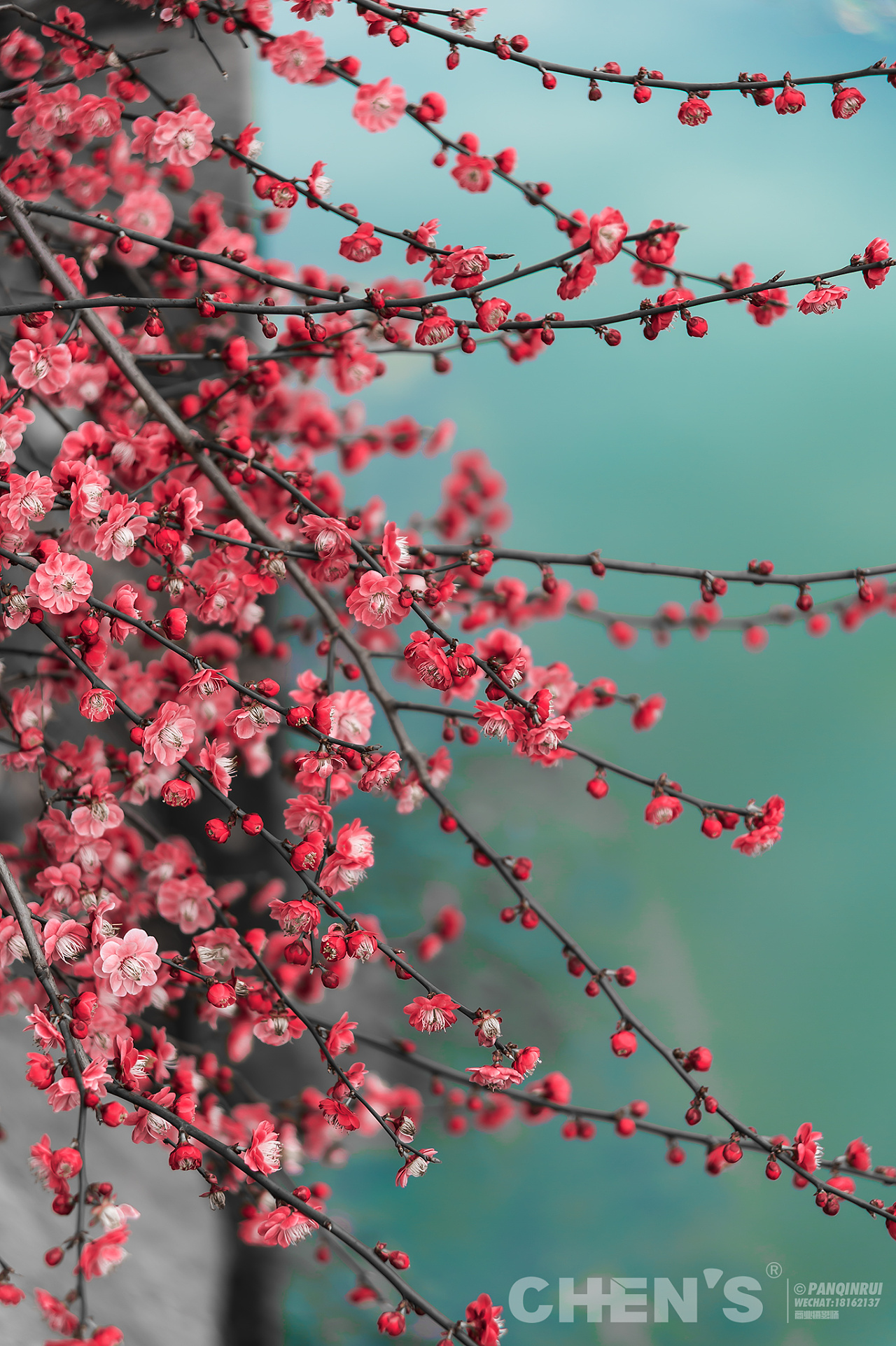 梅花春意|摄影|风光摄影|摄影师潘钦锐 - 原创作品 - 站酷 (zcool)