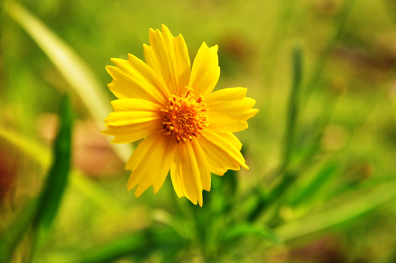 盛夏花开（图ZMTA4MjMyODg=） - 风光摄影 - 站酷设计师壹枚Design原创素材 - 站酷ZCOOL