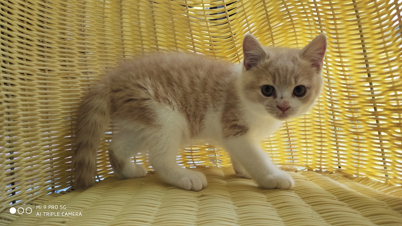 橘猫144-英短-乳白-公-五粉-白脖圈