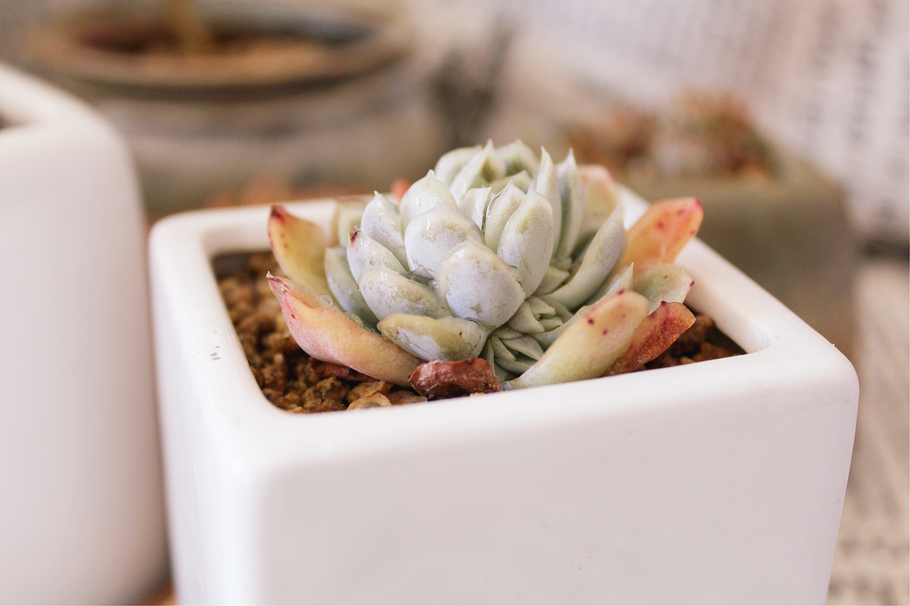 记录，一些家养的多肉（图ZNzMxNDkxOTY=） - 其他摄影 - 站酷设计师旧怨难书原创素材 - 站酷ZCOOL