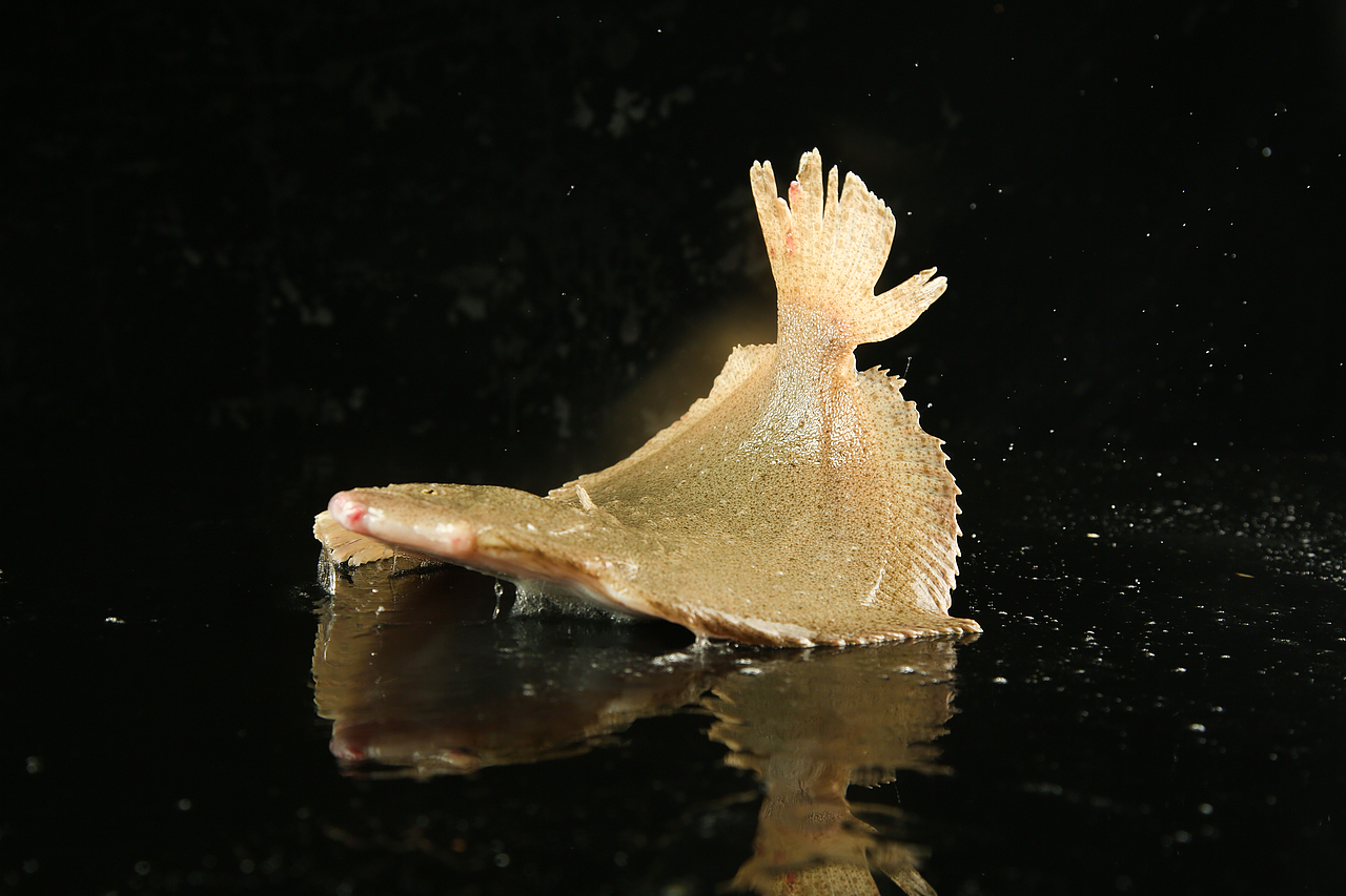 美食摄影丨一组生猛海鲜（图ZMTY4NjkxOTQ4） - 产品摄影 - 站酷设计师伟世李原创素材 - 站酷ZCOOL