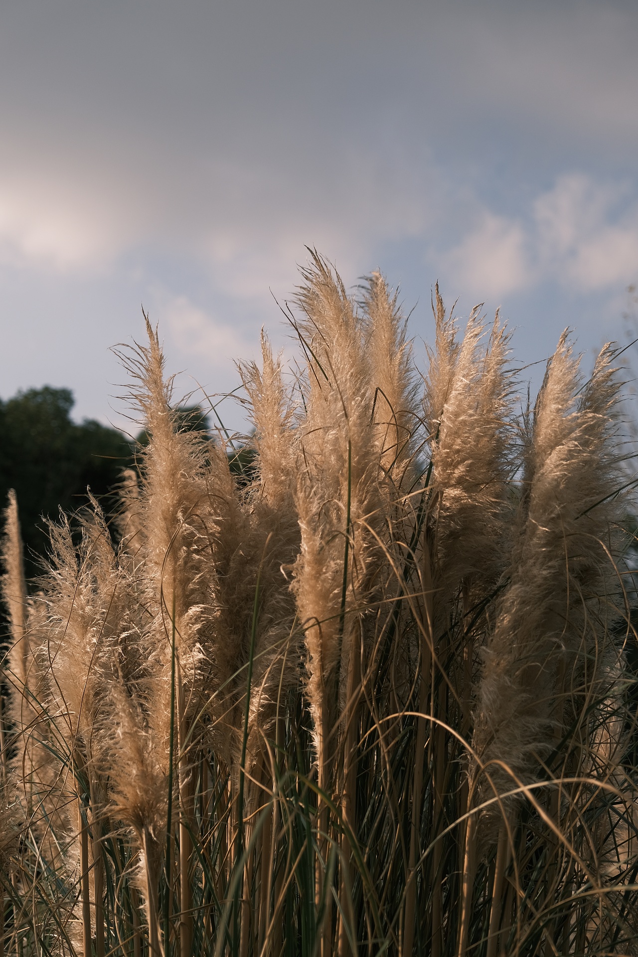 芦苇荡|摄影|风光摄影|z65818878 - 原创作品 - 站酷 (zcool)