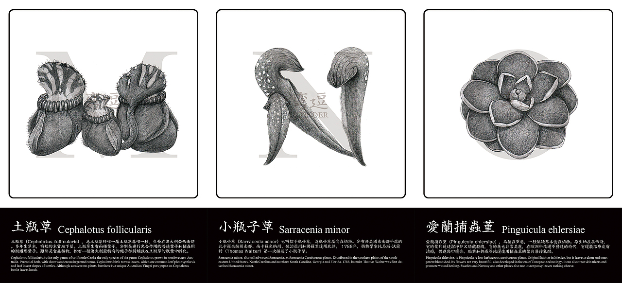 丑萌蟲蟲花—食蟲植物英文字體（圖ZMjIxOTU2MzI=） - 字體/字形 - 站酷設(shè)計(jì)師Howie豪仔原創(chuàng)素材 - 站酷ZCOOL