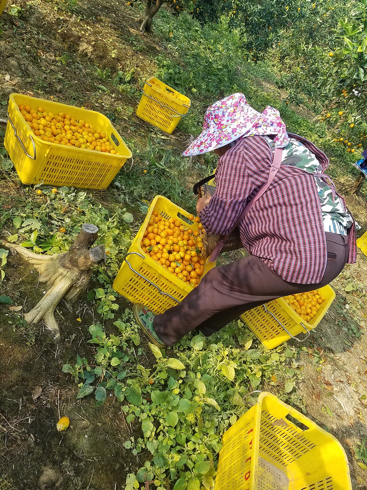 老男人果品融安金桔