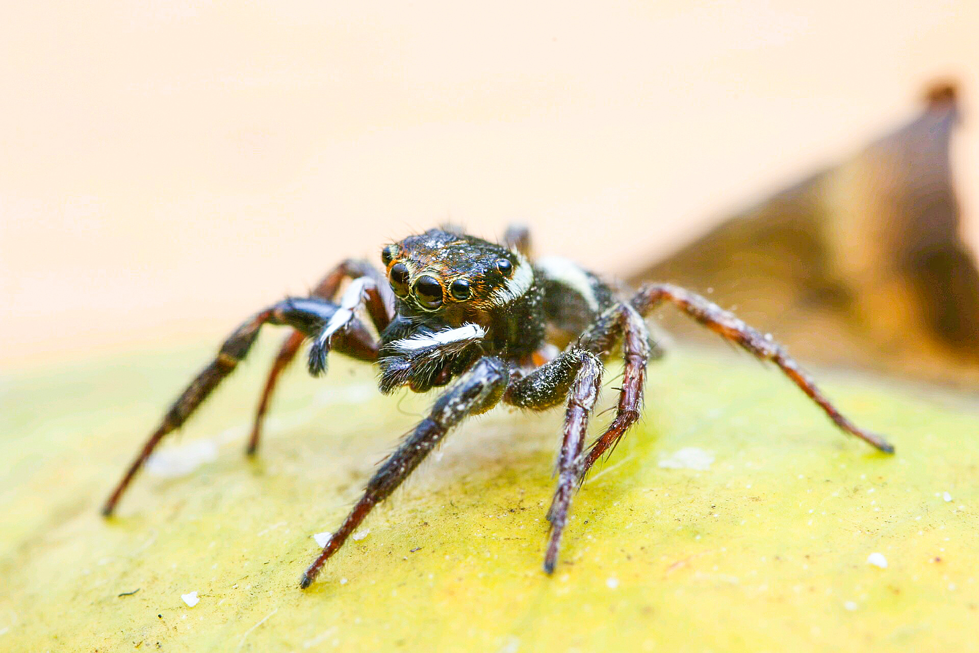 两种蚂蚁 蜘蛛(微距 )