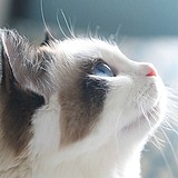 X布希的头像